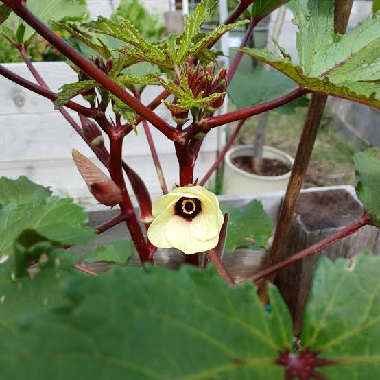 Candle Fire Okra! : r/gardening