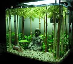 30 Best Ideas Aquarium Designs In The Living Room Akvaryum Baligi Tatlisu Akvaryumu Ve Akvaryum Susleri