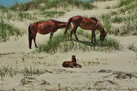 How to see corolla wild horses for free. Wild Spanish Mustangs Of Corolla Outer Banks Concierge