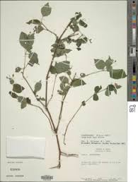 Image result for Isoglossa eliasbandae