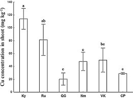 Image result for Crepidorhopalon tenuis