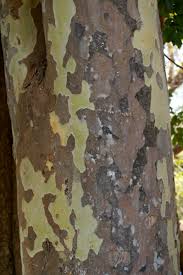 Image result for Stereospermum kunthianum