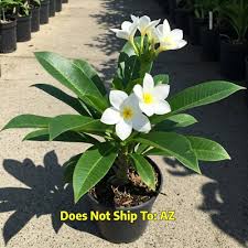 Image result for Plumeria rubra