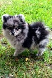 We did not find results for: Mix Pomeranian Puppies Pomeranian Puppy Cute Dogs