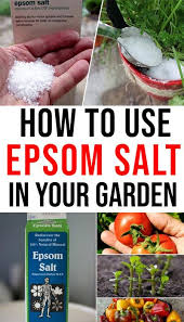 How To Use Epsom Salt In Your Garden 5ways Epsom Salt For Plants Epsom Salt Uses Epsom Salt Garden