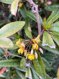 Image result for Berberis julianae