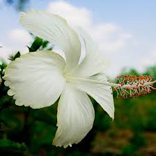 Find images of white flowers. Top 25 Most Beautiful White Flowers