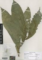 Image result for Argomuellera