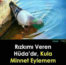 Ahiret Allahuekber Amin Ayet Cehennem Cennet Corekotuyagi Dunya Elhamdulillah Ezan Follow Hadis Hak Hikayeler Hzmuhammed Fish Pet Pets Animals