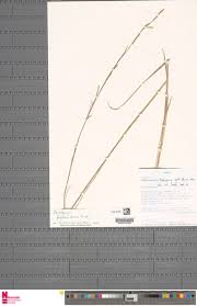 Image result for Anadelphia  trispiculata