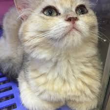 Penyusunan waktu solat fardhu telah diajarkan sendiri oleh malaikat jibrail kepada nabi muhammad s.a.w. Photos At Imadi Pet Now Closed Pet Store In Shah Alam