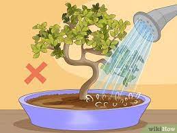 Brown leaf tips can be caused by drying out too dry between watering. Simple Ways To Revive A Bonsai Tree 13 Steps With Pictures