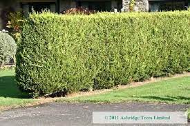 Leylandii Potted Hedging Plants Planting Plan Garden Design