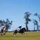 Polo Sundays on the North Shore — Dawson Memorial