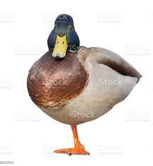 Pie De Drake En Una Pierna De Pato Mallard Foto de stock y más banco de  imágenes de Anatidae - Anatidae, Animal, Blanco - Color - iStock