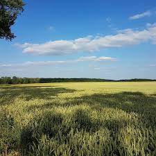 Fin De Journee A Magny Les Hameaux Les Bles Dansent Aux Rythmes Du Vent Chaud Vallee De Chevreuse Paysage Chevreuse