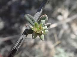 Image result for Psilotrichum