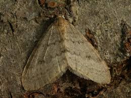 Image result for Operophtera fagata