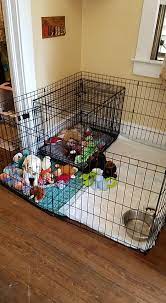 As we both fall asleep, i stick my fingers through the crate door for a few minutes. Is It Ok To Use A Playpen For Naps During The Day And The Crate For Over Night Sleeping For A New Puppy Quora