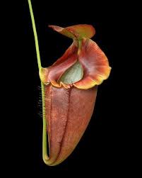 Image result for Nesaea spathulata