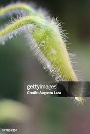 Image result for Momordica gilgiana