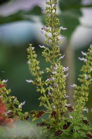 Image result for Coleus maculosus