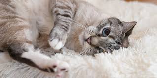 Most prefer to scratch surfaces that they can sink their claws into. New Cat Checklist 2021 Supplies For Adopting A Cat Reviews By Wirecutter
