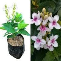 Jual bibit cabe warna warni harga murah hub 082133374742. Jual Bibit Bunga Hias Murah Harga Terbaru 2021