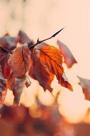 Folha seca, ou chute de folha seca, é uma terminologia usada no futebol para falar de um chute de o post folha seca #51 apareceu primeiro em. Folhas Secas Outono 750x1334 Iphone 8 7 6 6s Papeis De Parede