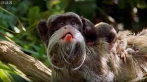 Monkey emperor tamarin animal zoo cottontop tamarin nature marmoset primate mammal. Emperor Tamarin Families Bbc Earth Youtube