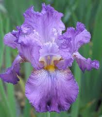 Bb Iris Germanica Raspberry Lace Pinegar 1990 Iris Flowers Showy Flowers Trees To Plant