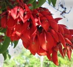 Image result for Erythrina zeyheri