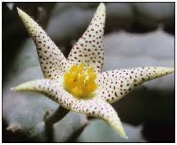 Image result for Piaranthus atrosanguineus