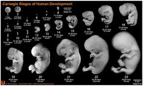 Prenatal Specimens Of The Dolphin Stenella (Cetacea), Illustrating... |  Download Scientific Diagram