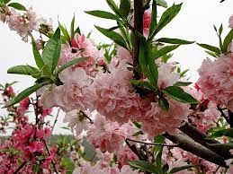 Flowers may be all pink or white with pink flecks and nearly completely cover the branches. Get Peppermint Flowering Peach In Mi At English Gardens Nurseries Serving Clinton Township Dearborn Heights Eastpointe Royal Oak West Bloomfield And The Plymouth Ann Arbor Michigan Areas