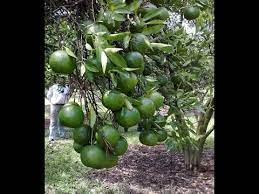 20 limau kasturi dan lemon ( mukbang malaysia). Cara Mudah Tot Pokok Limau Nipis Youtube