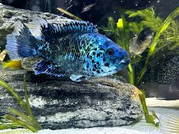 Can anyone help me identify what kind cichlid this is?