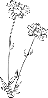 Wildflower Wildflower Drawing Flowers Flower Png Images