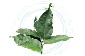 Image result for Tiliacora