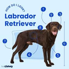 We did not find results for: Labrador Retriever Breed Characteristics Care Photos Bechewy