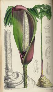 Image result for Anchomanes