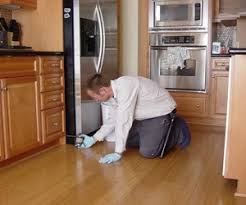 It is sometimes necessary for a professional pest management applicator to drill small. Ants Removal Extermination Hamilton Burlington Milton Oakville