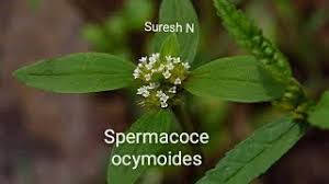 Image result for Spermacoce ocymoides
