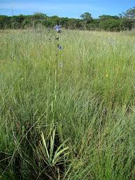 Image result for Aristea angolensis