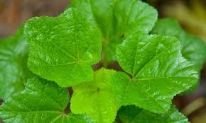 Image result for Malva verticillata