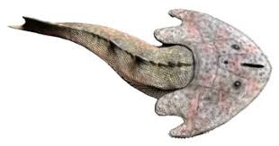 Image result for Dignathia