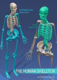Bones make up the framework of our bodies. Overview Of Skeleton Learn Skeleton Anatomy
