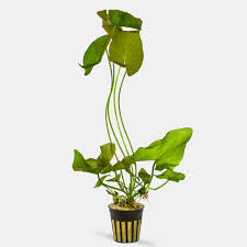 Image result for Nymphaea maculata