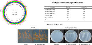 B & d pest solutions llc 4639 baumgartner rd st. Bacillus Velezensis 83 A Bacterial Strain From Mango Phyllosphere Useful For Biological Control And Plant Growth Promotion Amb Express Full Text
