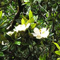 Image result for Carapa grandiflora